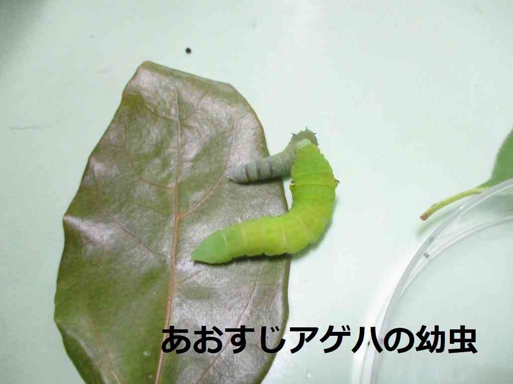 あおすじアゲハ２