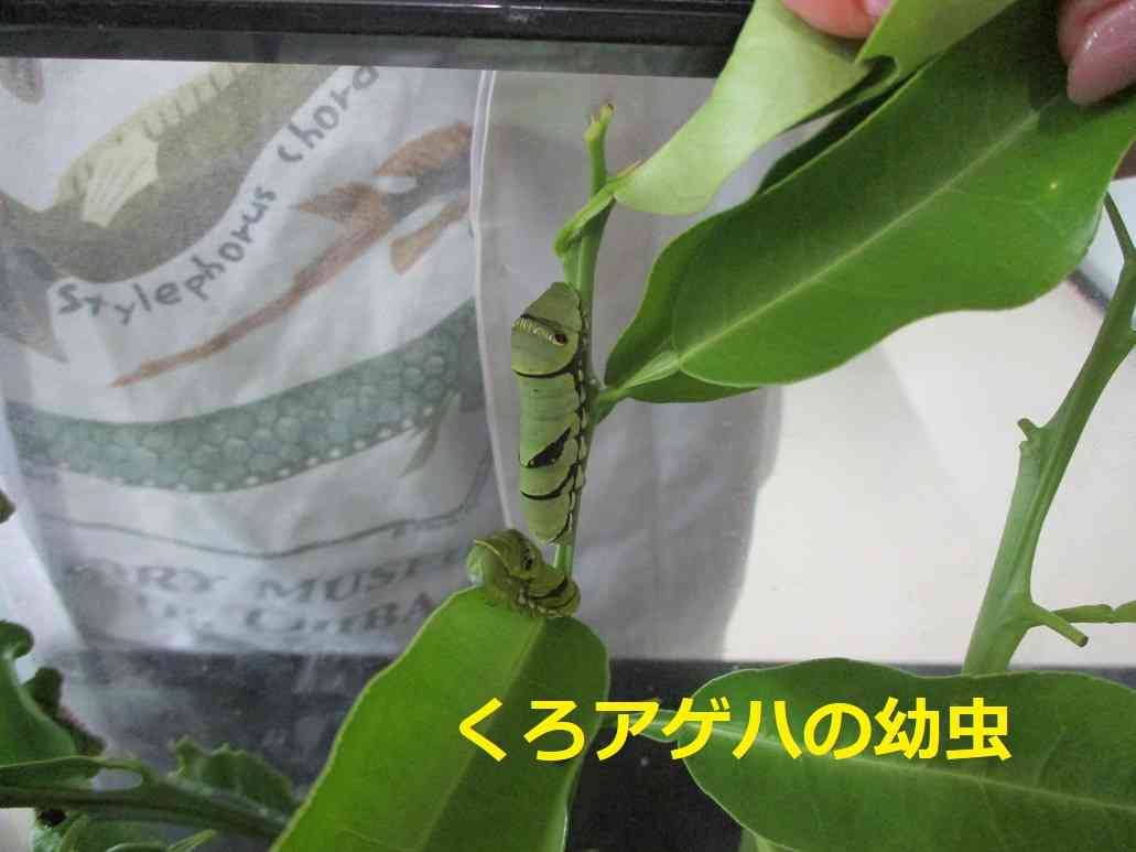 くろアゲハ